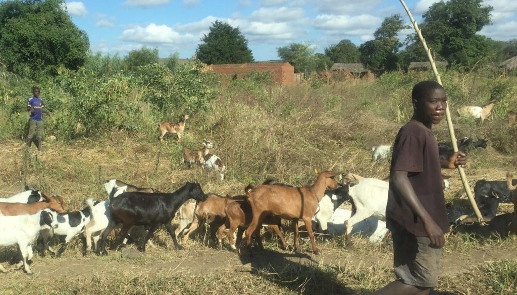 Boy with goats (3)